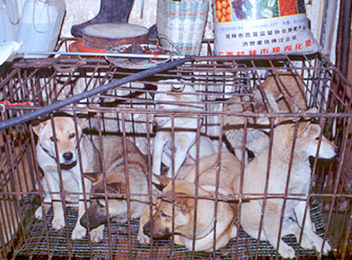 В Китае после запрета считать собак съедобными начался фестиваль собачьего мяса