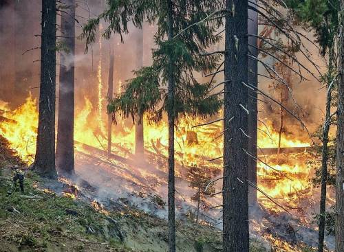 В Рослесхозе назвали сумму годового ущерба от лесных пожаров