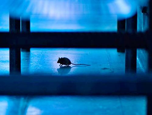 Москвич пытался спасти мышь в метро, но спасать пришлось его