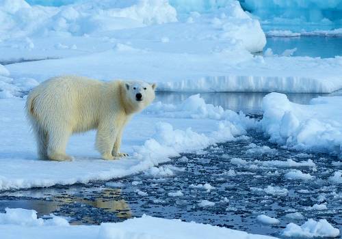 Госдума одобрила распространение «Дальневосточного гектара» на Арктику