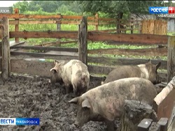 В Хабаровске введен режим ЧС из-за африканской чумы свиней