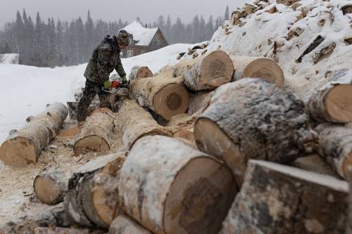 Правительство предлагает уничтожать незаконно срубленные деревья. Хранить дорого