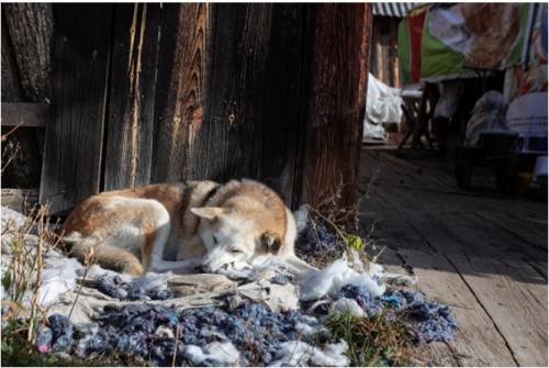 На Урале оштрафовали болеющую ковидом женщину, покормившую собаку во дворе своего дома
