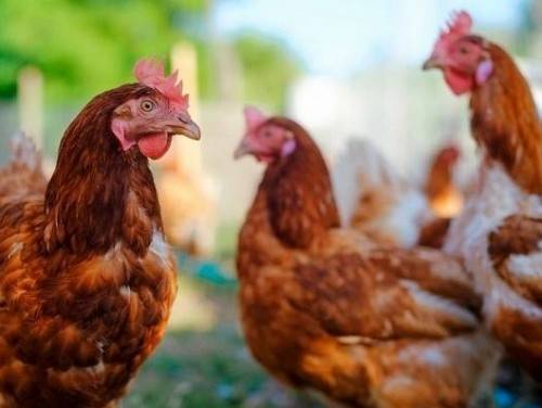 Минсельхоз отметил повышение цен на курятину у производителей