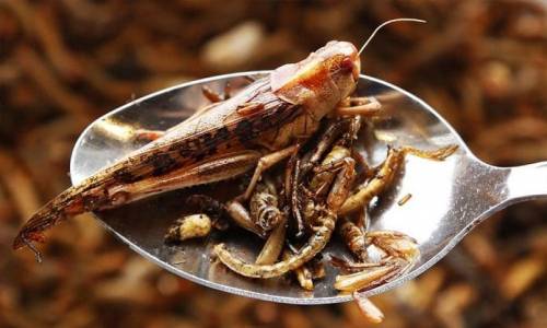 В ЕС одобрили употребление в пищу второго вида насекомых