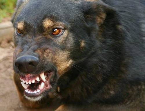 СК проверит публикации о бродячих собаках в Кемерове