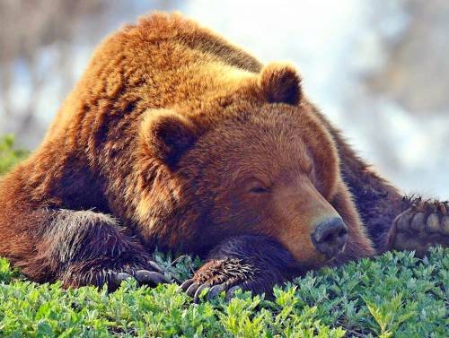 Медведь загрыз смертельно ранившего его россиянина
